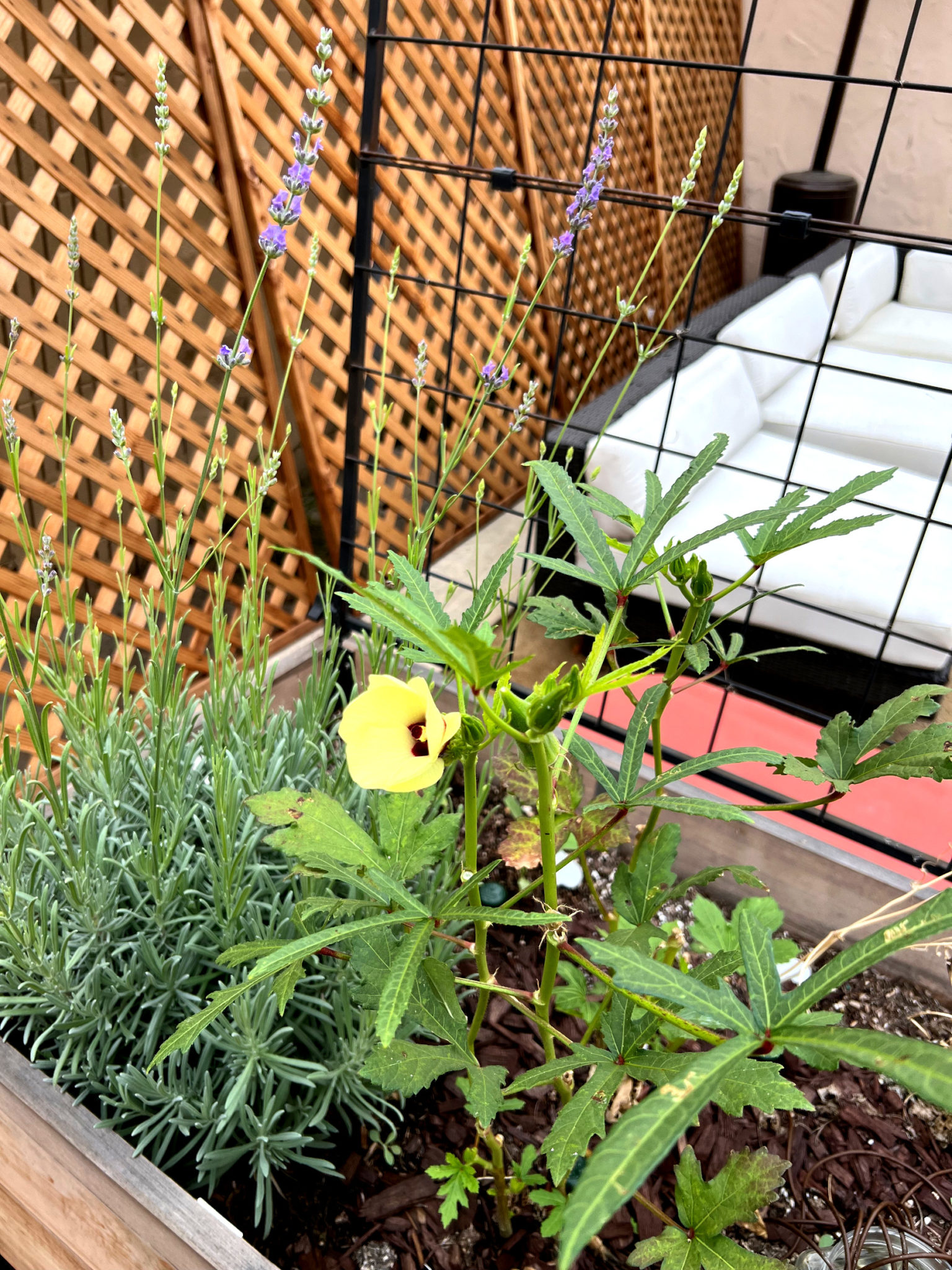 Growing Okra In A Container Garden Those Someday Goals