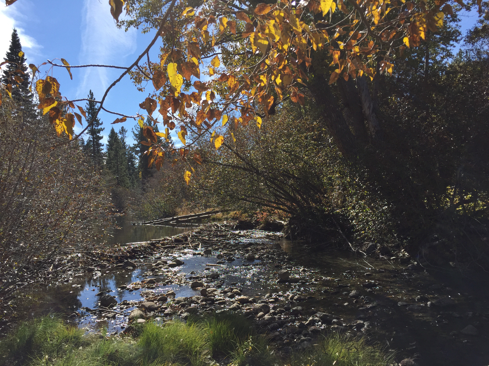Enjoy Family Fun as the Salmon Run at Taylor Creek in South Lake Tahoe