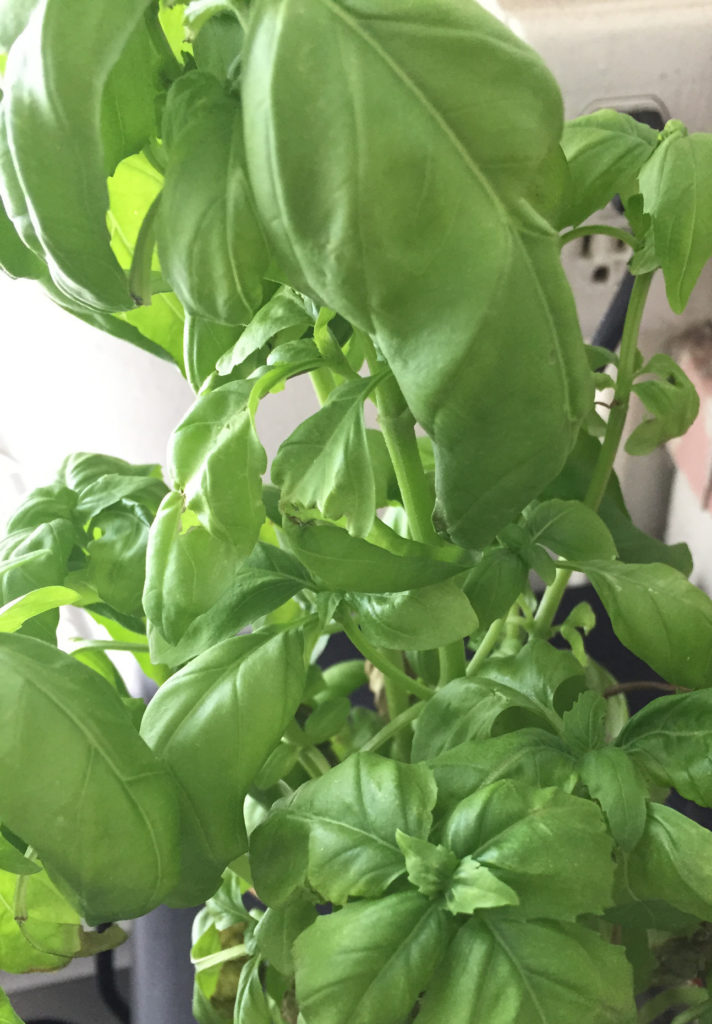 Basil Plants in Indoor Container Garden Those Someday Goals