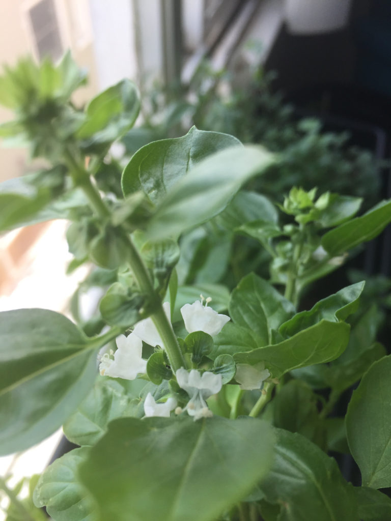 Flowering Basil Plants in Indoor Container Garden Those Someday Goals