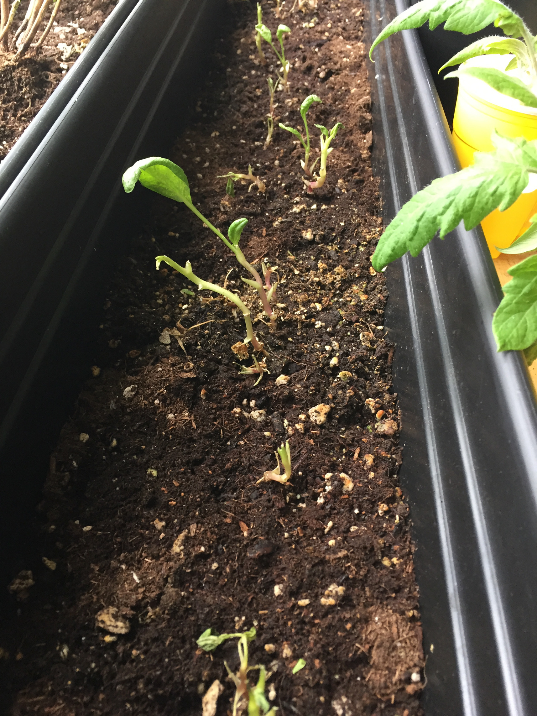 Tales from an Indoor Spinach Container Garden on Day 131 of Coronavirus ...