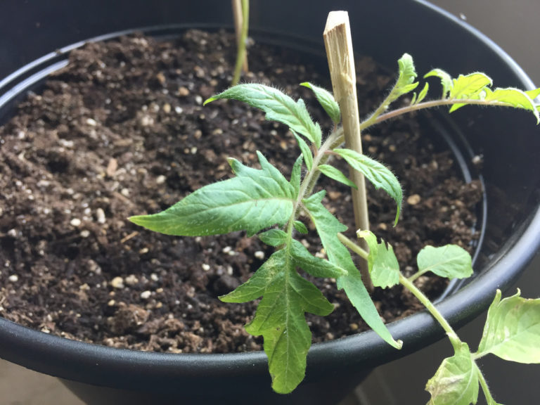 Easily Clone And Root Cherry Tomatoes From Cuttings - Those Someday Goals