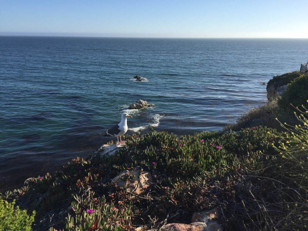 Seagull on the cliff in Pismo Beach