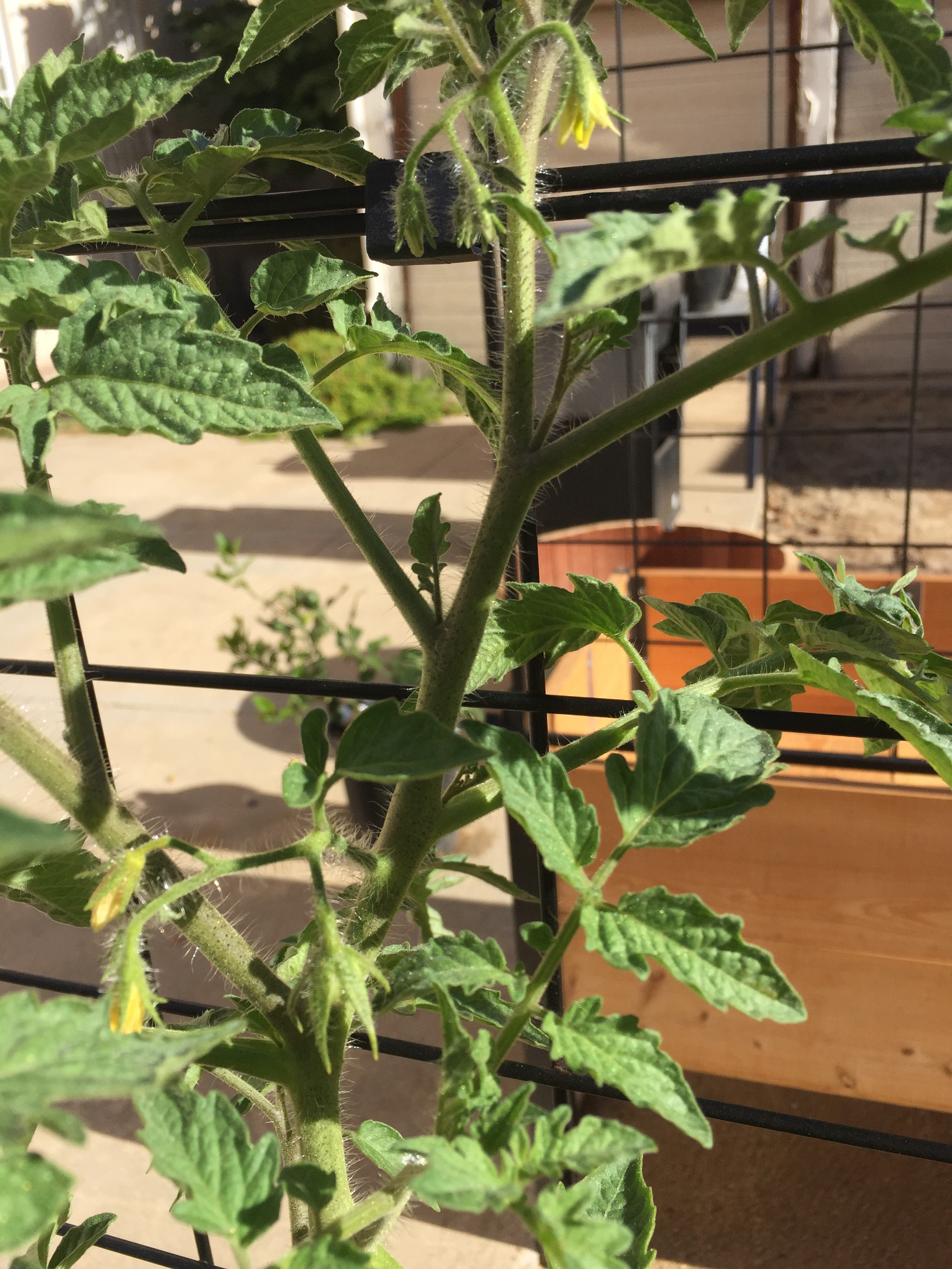 Growing Tomato Plants From Seeds – Time to Start! - Those Someday Goals