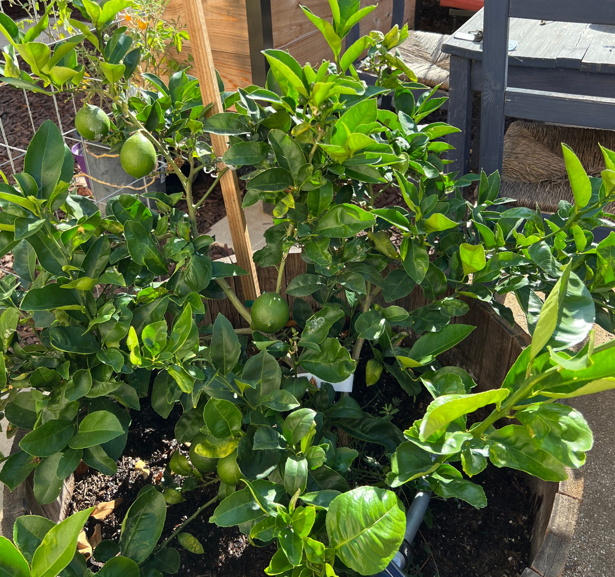 Growing Meyer Lemon Trees In Containers Those Someday Goals