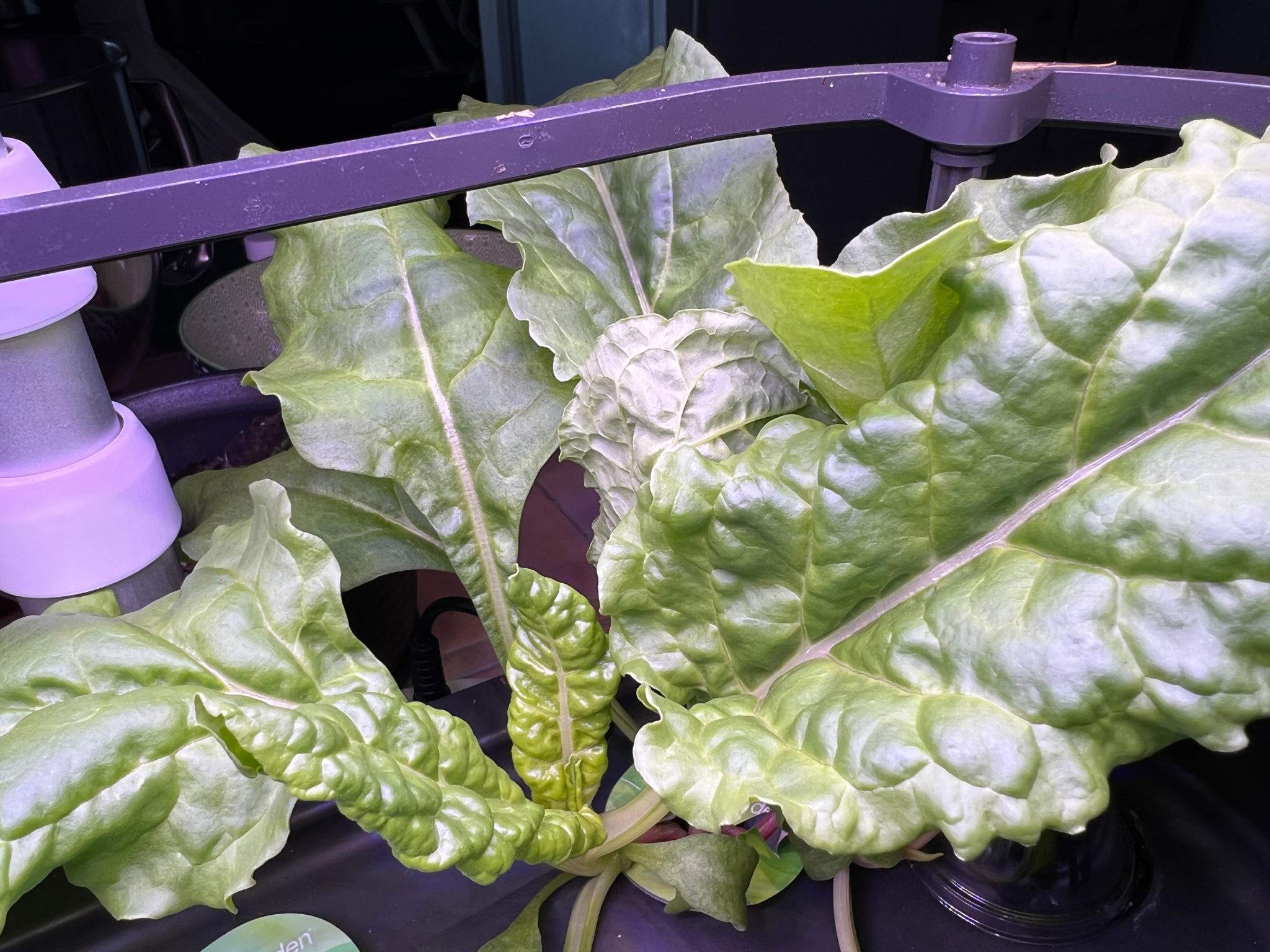 Sowing Swiss Chard vs. Growing Swiss Chard in an AeroGarden - Those ...