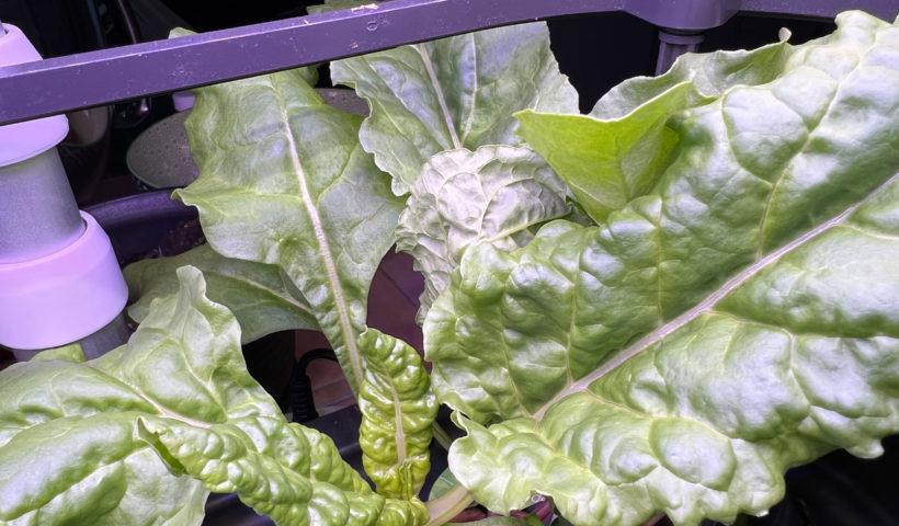 Growing Swiss Chard in AeroGarden on Container Gardens Hydroponic gardening Those Someday Goals