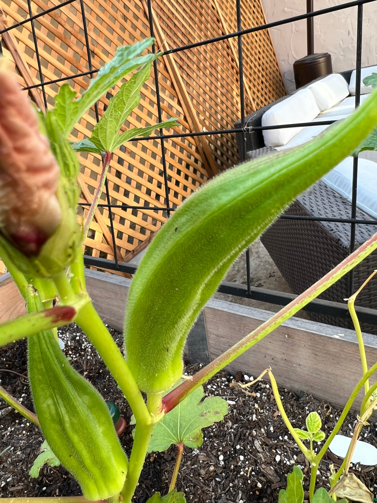 Growing Okra In A Container Garden Those Someday Goals 7633