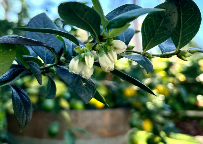 Blueberry blooms garden lemon tree in the background