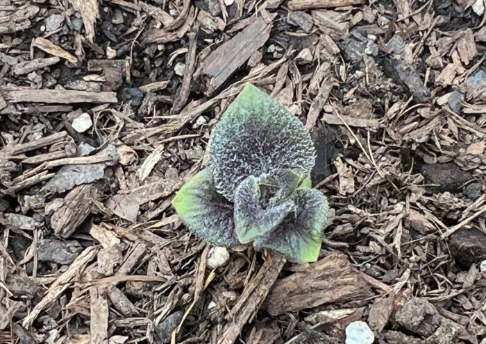 Adirondack Blue micro tubers leaves in soil growing seed potatoes Those Someday Goals