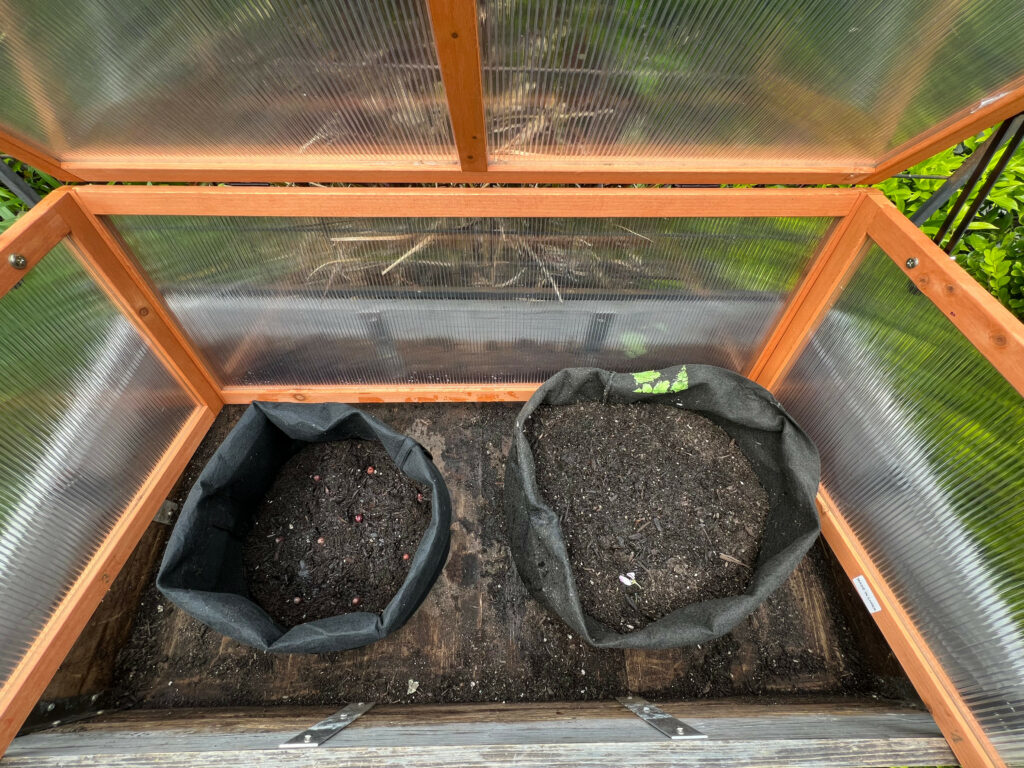 Grow bags Ciklamen and Adirondack Blue micro tubers cold frame seed potatoes Those Someday Goals