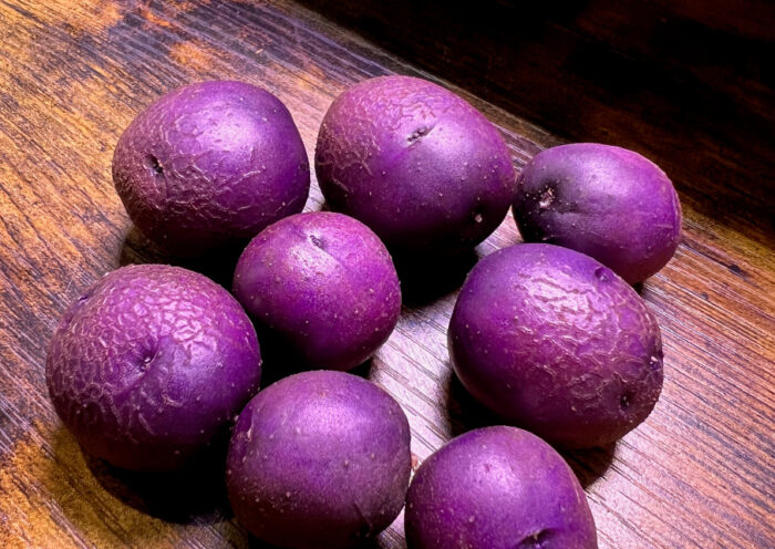 Adirondack Blue micro tubers first harvest purple potatoes seed potatoes Those Someday Goals