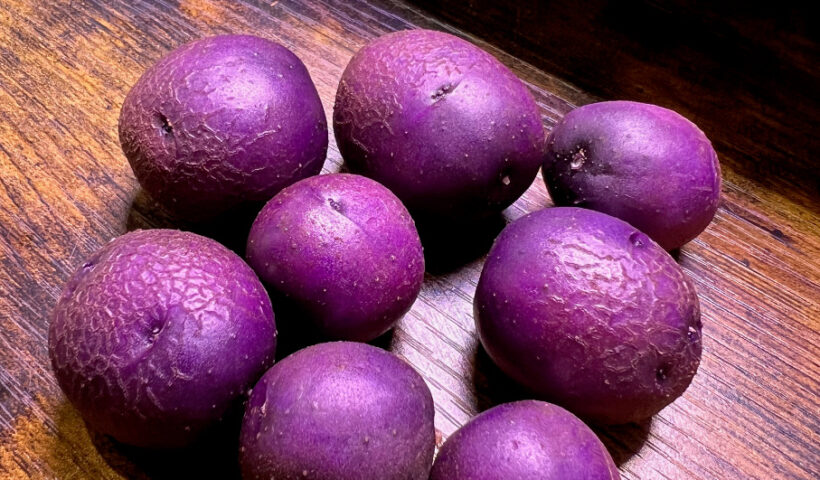 Adirondack Blue micro tubers first harvest purple potatoes seed potatoes Those Someday Goals