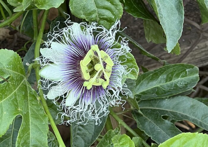 Purple Passion Fruit Flower Open Against Green Leaves on a Fence Those Someday Goals Growing Passion Fruit