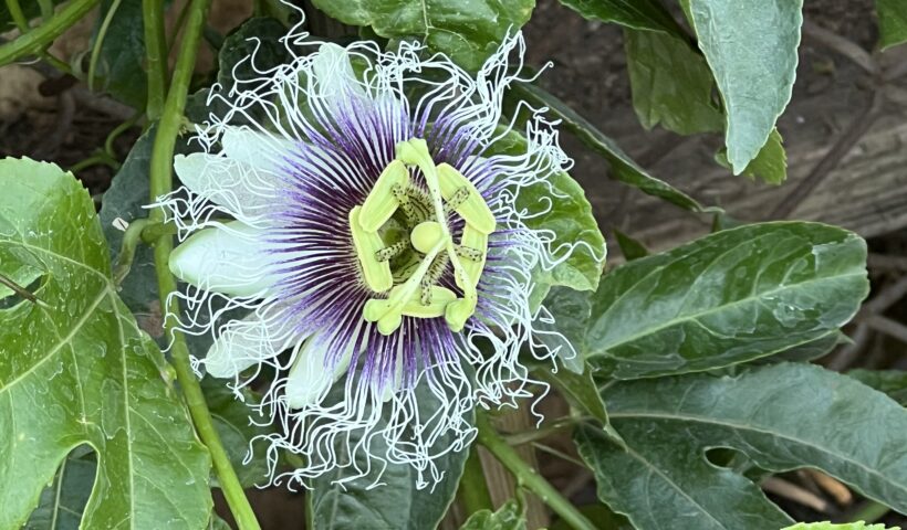 Purple Passion Fruit Flower Open Against Green Leaves on a Fence Those Someday Goals Growing Passion Fruit