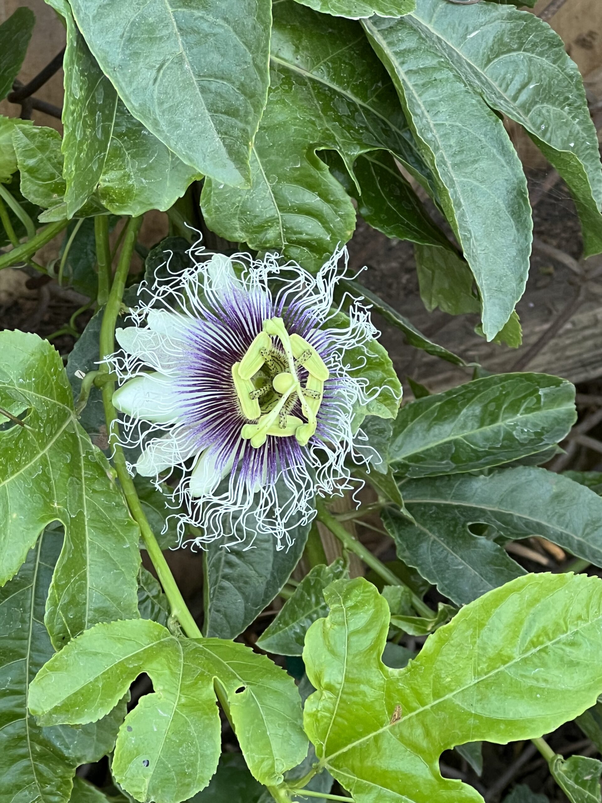 Purple Passion Fruit Flower Open Against Green Leaves on a Fence Those Someday Goals Growing Passion Fruit