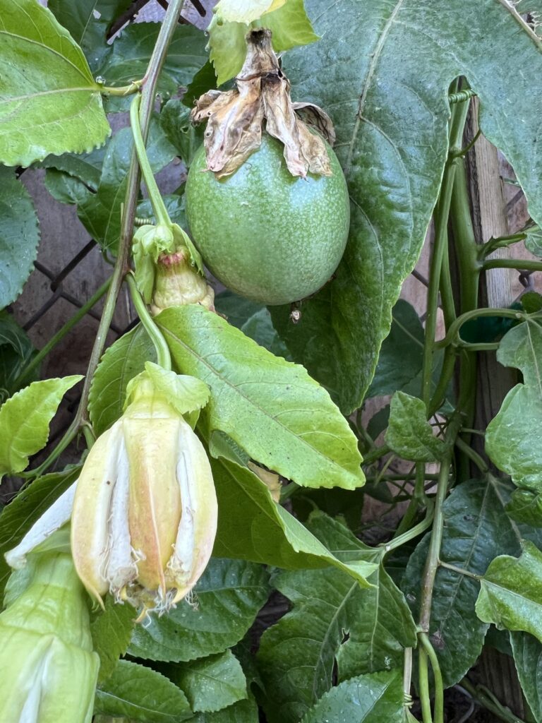 Purple Passion Fruit Flower Open and two closed Against Green Leaves on a Fence Those Someday Goals Growing Passion Fruit