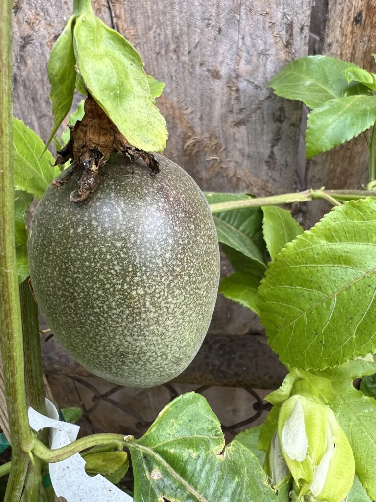 Starting to ripen just barely Purple Passion Fruit Green Leaves on a Fence Those Someday Goals Growing Passion Fruit