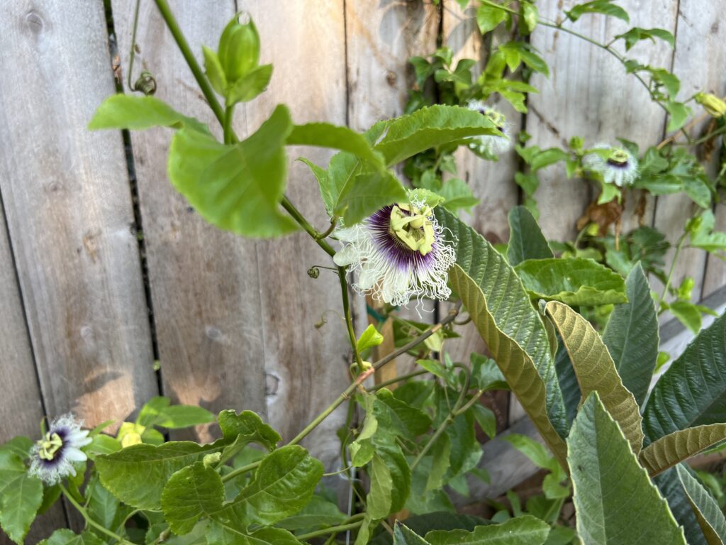 Purple Passion Fruit Flowers Open Against Green Leaves on a Fence Those Someday Goals Growing Passion Fruit