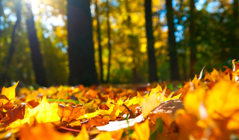 Fall Goals, Fall Leaves, Fall Aesthetic, Fall Fashion, gold, red, yellow leaves on the forest floor Autumn Harvest natural Environment