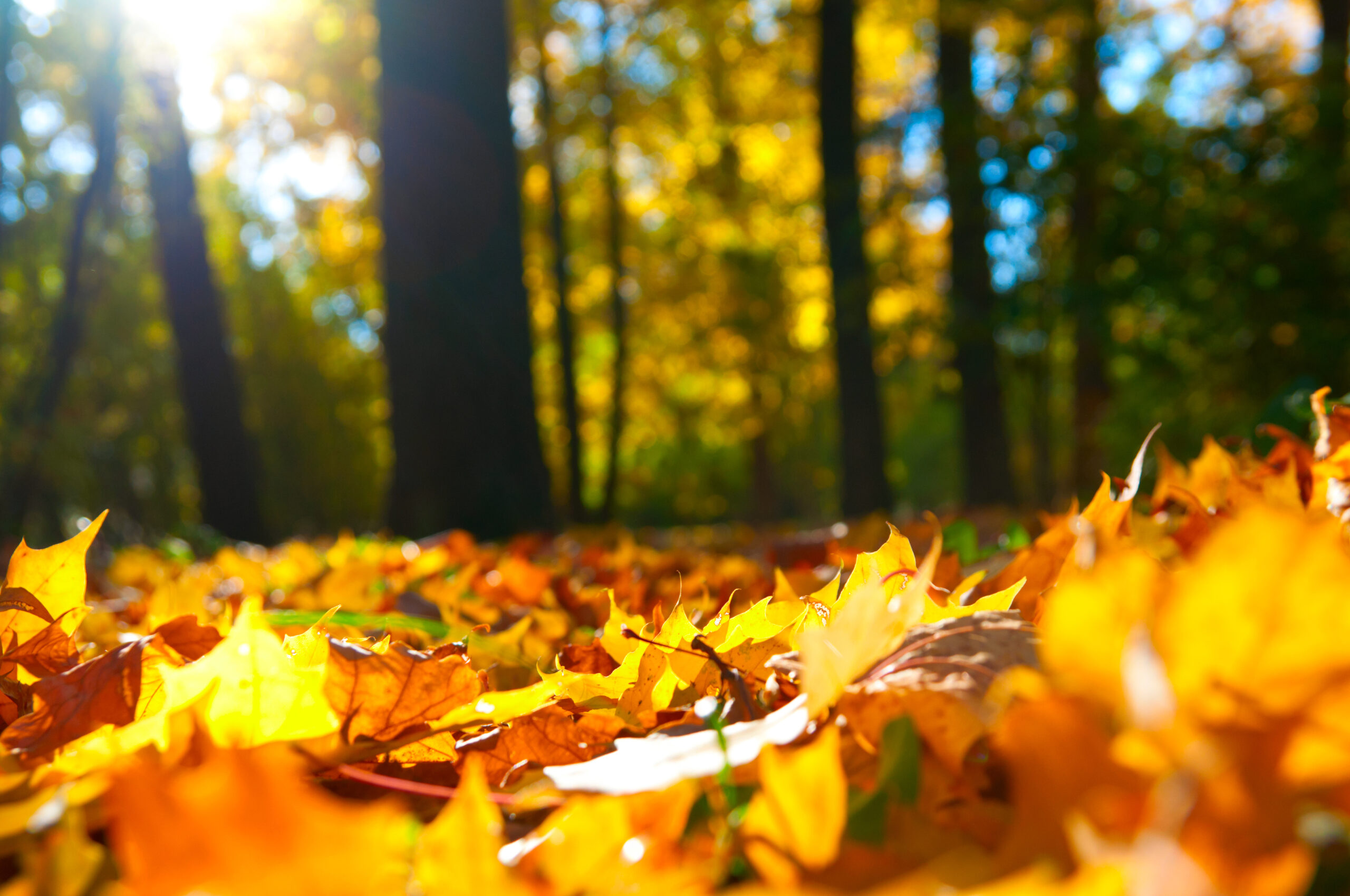 Fall Goals, Fall Leaves, Fall Aesthetic, Fall Fashion, gold, red, yellow leaves on the forest floor Autumn Harvest natural Environment