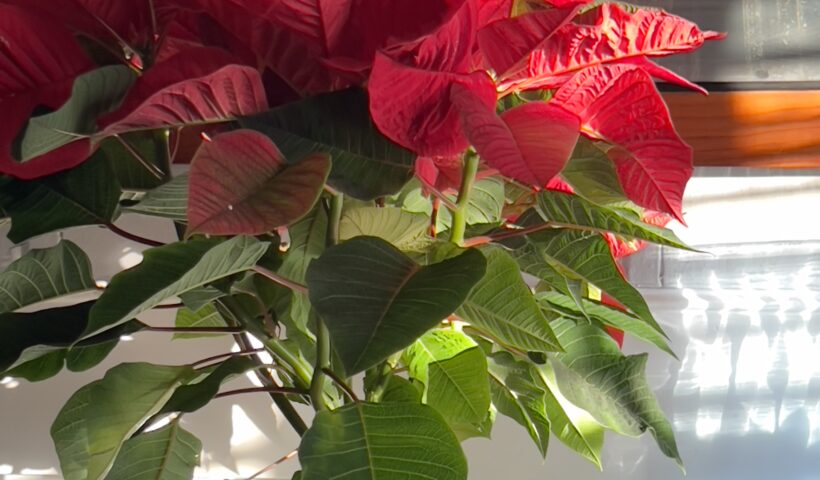 Red poinsettia plant christmas plant holiday decoration green leaves near an old mirror by silver shoes minimalism goals