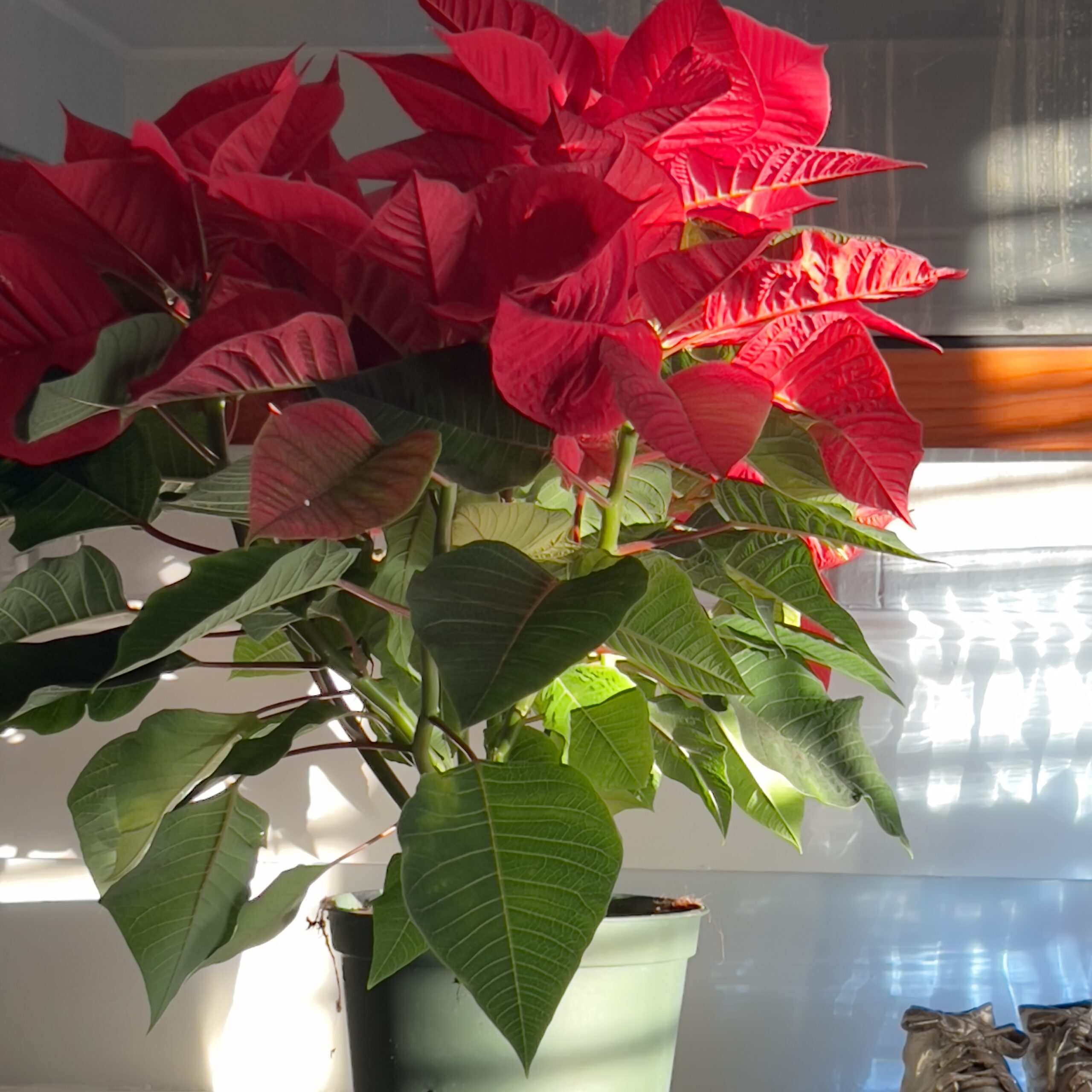 Red poinsettia plant christmas plant holiday decoration green leaves near an old mirror by silver shoes minimalism goals