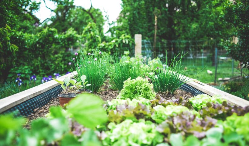 Container garden by markus spiske, green trees, lettuce, flowers, succession planting, Those Someday Goals