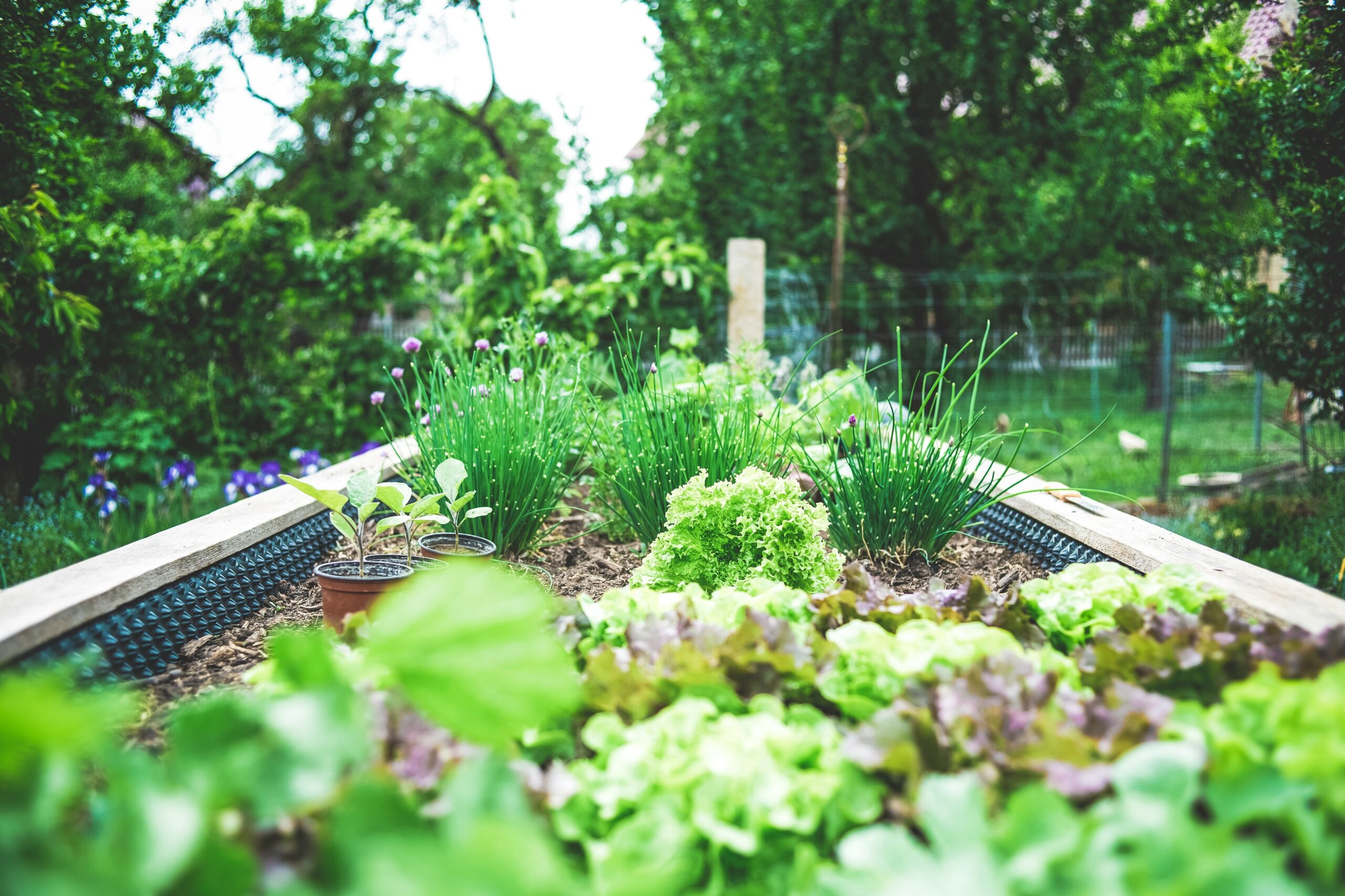 Container garden by markus spiske, green trees, lettuce, flowers, succession planting, Those Someday Goals